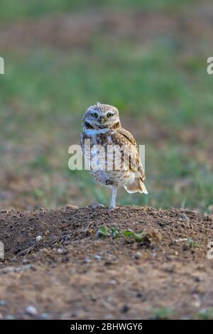 Schleiereule Athene cunicularia über einem Loch auf der Great Plains Stockfoto