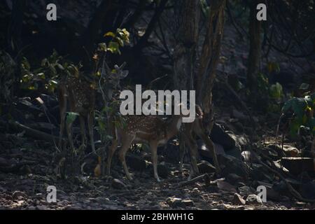 Spoted Hirsch ( Achse ) fressen Gras Stockfoto