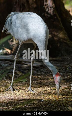 Brolga im Steve Irwin's Australia Zoo, der sich ruhig durch den Busch in der Conservancy bewegt. Stockfoto