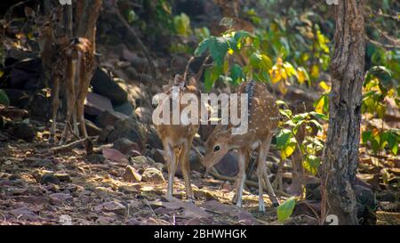 Spoted Hirsch ( Achse ) fressen Gras Stockfoto