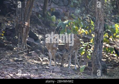 Spoted Hirsch ( Achse ) fressen Gras Stockfoto