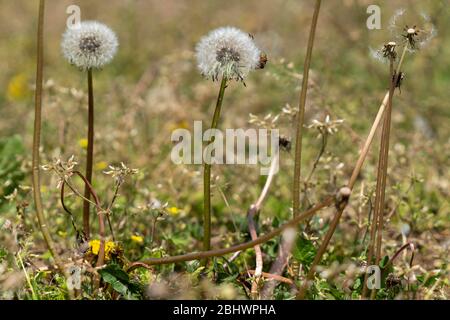 Löwenzahn, Stadt Isehara, Präfektur Kanagawa, Japan Stockfoto