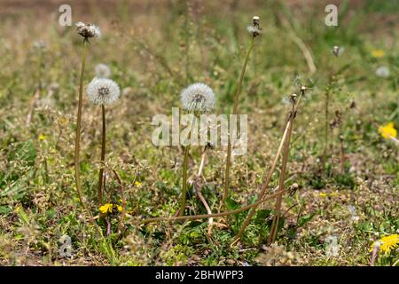 Löwenzahn, Stadt Isehara, Präfektur Kanagawa, Japan Stockfoto