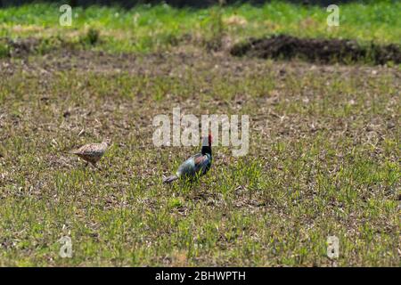 Ein Paar grüner Fasan auf Feld, Stadt Isehara, Präfektur Kanagawa, Japan Stockfoto