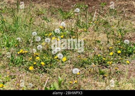 Löwenzahn, Stadt Isehara, Präfektur Kanagawa, Japan Stockfoto