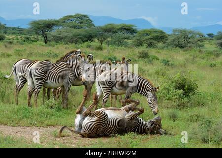 Gefährdete Grevy's Zebra rollt auf dem Rücken im grünen Gras, Buffalo Springs, Kenia Stockfoto