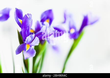 Japanische Iris, Blumen auf unscharfer weißer Hintergrund, Makrofoto mit selektivem Fokus. Iris Laevigata Stockfoto