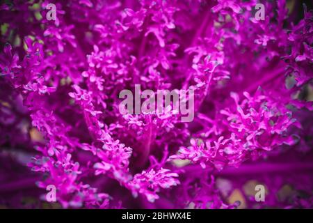 Dekorativer Kohl mit violetten Blättern Nahaufnahme Foto Stockfoto