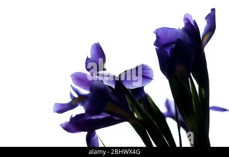 Iris Blumen Silhouette isoliert auf weißem Hintergrund, Nahaufnahme Foto mit selektivem Fokus. Iris Laevigata Stockfoto