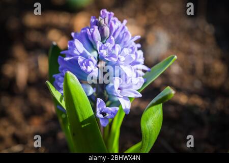 Hyazinthen blüht im Frühlingsgarten. Hyacinthus ist eine kleine Gattung von bauchigen, duftenden Blütenpflanzen in der Familie Asparagaceae, Unterfamilie Scilloidea Stockfoto