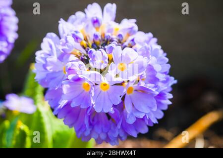 Helle Frühlingsblumen, Makro-Foto. Primula denticulata, oder der Schlagstock primula, blühende Pflanze in der Familie Primulaceae Stockfoto