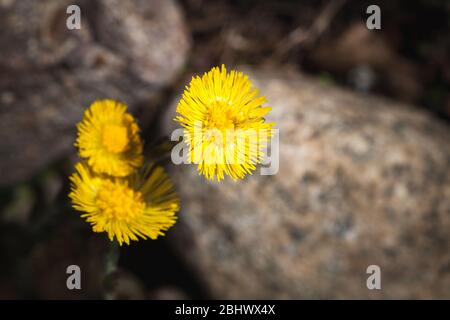 Wilde gelbe Frühlingsblumen Makro-Foto mit weichem selektiven Fokus. Tussilago farfarfarara, gemeinhin als Coltsfoot bekannt Stockfoto