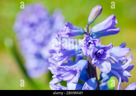 Hyazinthen Blumen Makro Foto. Hyacinthus ist eine kleine Gattung von bauchigen, duftenden Blütenpflanzen in der Familie Asparagaceae, Unterfamilie Scilloideae Stockfoto