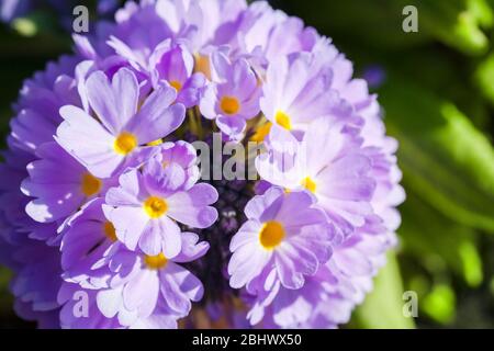 Helle Frühlingsblumen in einem Sonnenschein, Makro-Foto. Primula denticulata, oder der Schlagstock primula, blühende Pflanze in der Familie Primulaceae Stockfoto