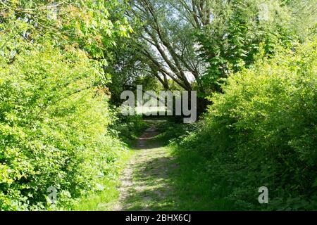 Waldwanderungen - Yorkshire, Großbritannien Stockfoto