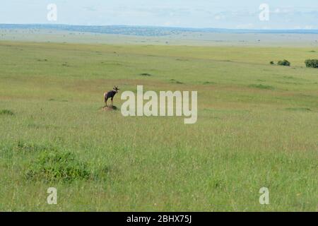 Topi-Antilope auf Termitenhügel in Masai Mara, Kenia Stockfoto