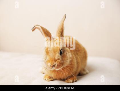 Niedliches Kaninchen auf dem Sofa, Nahaufnahme Stockfoto
