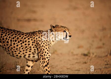 Gepard (Acinonyx Jubatus), Kgalagadi Transfrontier Park, Südafrika Stockfoto