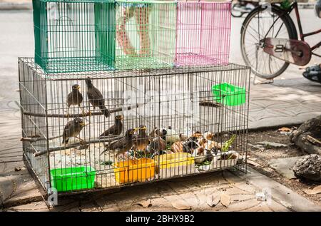 Vögel und Meerschweinchen in Käfigen auf Bürgersteig zum Verkauf in typisch asiatischen Stadt Szene in Can Tho Vietnam. Stockfoto