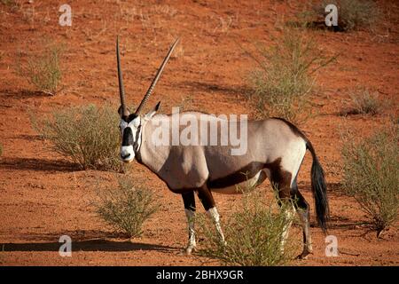 Oryx (Oryx gazella), Kgalagadi Transfrontier Park, Südafrika Stockfoto