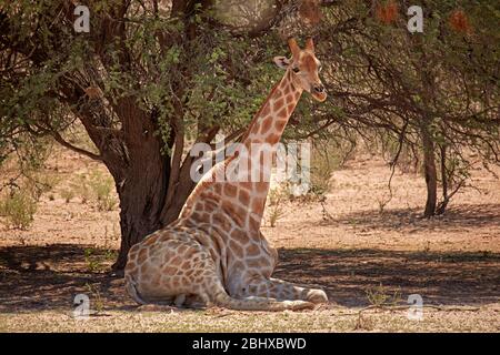 Giraffe (Giraffa camelopardalis angolensis), Kgalagadi Transfrontier Park, Südafrika Stockfoto