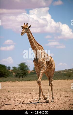 Giraffe (Giraffa camelopardalis angolensis), Kgalagadi Transfrontier Park, Südafrika Stockfoto