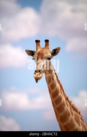 Giraffe (Giraffa camelopardalis angolensis), Kgalagadi Transfrontier Park, Südafrika Stockfoto