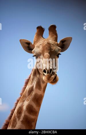 Giraffe (Giraffa camelopardalis angolensis), Kgalagadi Transfrontier Park, Südafrika Stockfoto