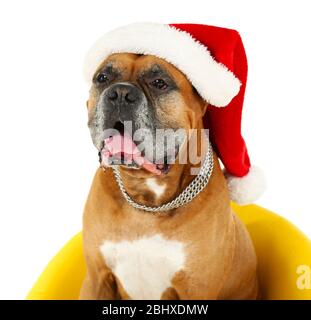 Niedlicher Hund in Weihnachtsmütze, sitzt in gelben Sessel isoliert auf weißem Hintergrund Stockfoto