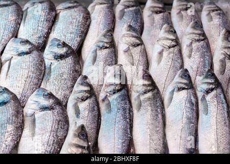 Frischer Meeresbass, Dicentrarchus labrax, auf einem Marktstand für Fischhändler in Großbritannien zu sehen Stockfoto