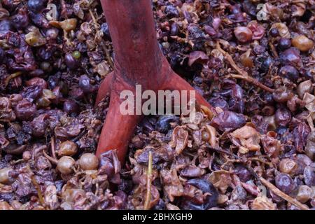 Der Trester der Ernte mit der traditionellen Methode Stockfoto