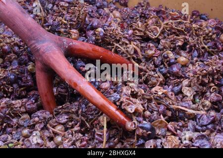 Der Trester der Ernte mit der traditionellen Methode Stockfoto