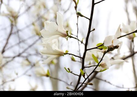 Blühende Baumzweig mit Magnolienblüten im Frühjahr Nahaufnahme Stockfoto