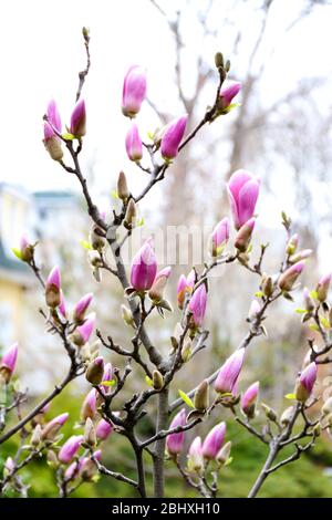 Blühende Baumzweig mit Magnolienblüten im Frühjahr Nahaufnahme Stockfoto