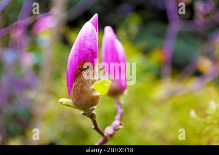 Blühende Baumzweig mit Magnolienblüten im Frühjahr Nahaufnahme Stockfoto