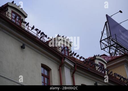 Viele Vögel auf dem Dach des Gebäudes Stockfoto