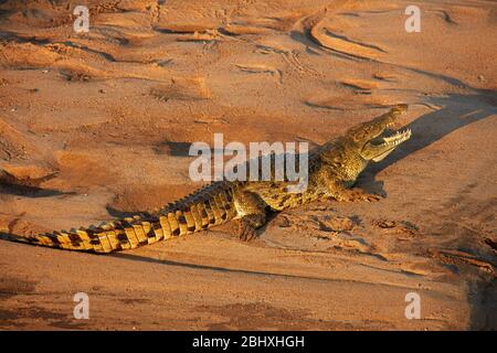 Krokodil (Crocodylus Niloticus), Letaba River, Krüger Nationalpark, Südafrika Stockfoto