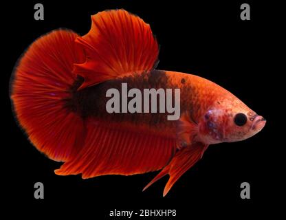 Betta Hellboy Halfmoon Plakat HMPK männlich oder Plakat kämpfen Fisch splendens auf schwarzem Hintergrund. Stockfoto