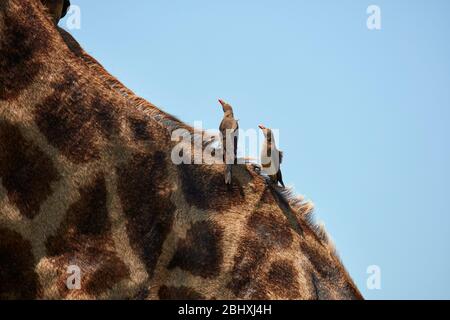 Rotschnabeloxpecker (Buphagus erythrorhynchus), auf der südafrikanischen Giraffe (Giraffa camelopardalis giraffa), Kruger National Park, Südafrika Stockfoto