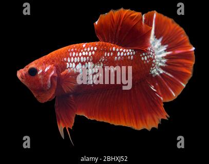 Betta Hellboy Halfmoon Plakat HMPK männlich oder Plakat kämpfen Fisch splendens auf schwarzem Hintergrund. Stockfoto