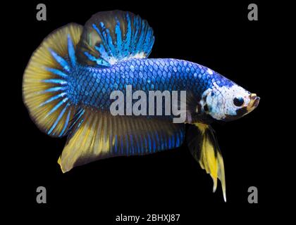 Betta Senf Halfmoon Plakat HMPK männlich oder Plakat kämpfen Fisch splendens auf schwarzem Hintergrund. Stockfoto