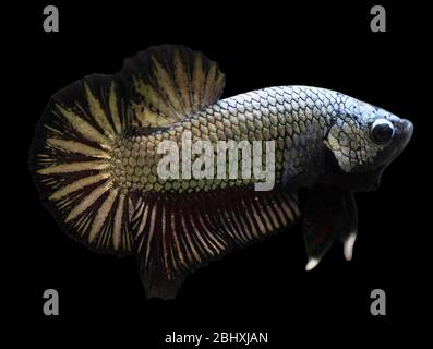 Betta Black Kupfer Halfmoon Plakat HMPK Männlich oder Plakat Kampf Fisch splendens auf schwarzem Hintergrund. Stockfoto