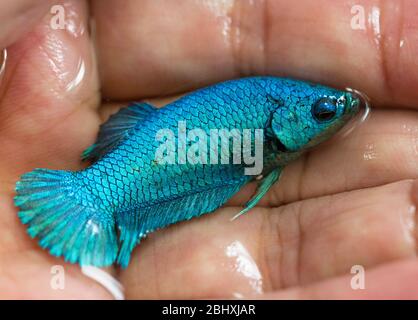 Betta Green Turquoise Halfmoon Plakat HMPK Female in Hand oder Plakat Fighting Fish splendens. Stockfoto