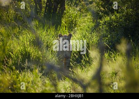 Löwin (Panthera leo), Kruger National Park, SüdafrikaKruger National Park, Südafrika Stockfoto