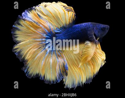 Betta Senf Gas Halfmoon HM Männlich oder Plakat Kampf Fisch splendens auf schwarzem Hintergrund. Stockfoto