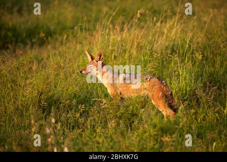 Schwarzrückenschakal (Canis mesomelas), Kruger National Park, Südafrika Stockfoto