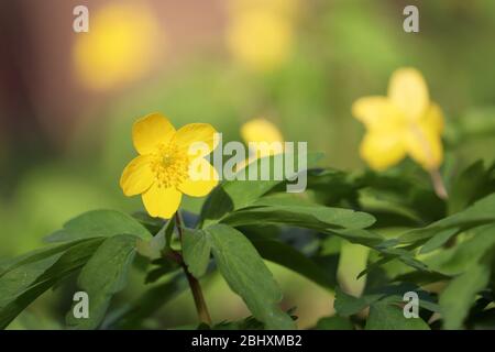 Gelbe Anemone-Butterblume in einem Wald. Frühling wilde Blumen mit Blättern aus der Nähe Stockfoto