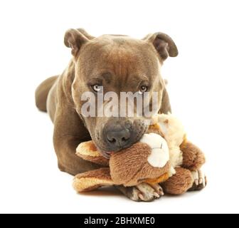 Hund mit gebrochenem Spielzeug Hase auf weiß isoliert Stockfoto