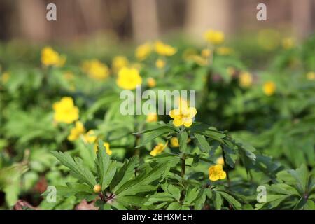 Gelbe Anemone-Butterblume in einem Wald. Frühling wilde Blumen mit Blättern Stockfoto