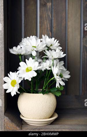 Schöne Chrysantheme in Topf in Holzkiste Stockfoto